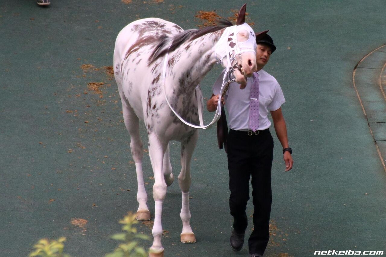 競馬 ソダシ ブチコに似てきたな オルフェンズの仔 競馬ネタ予想まとめ