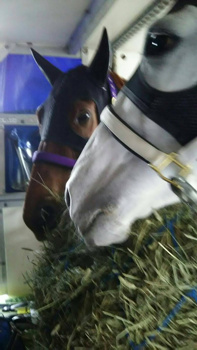 競馬 モズカッチャンに慕われるスマートレイアー姐さんの様子wwwwwwwwwww オルフェンズの仔 競馬ネタ予想まとめ 競馬 モズカッチャンに慕われるスマートレイアー姐さんの様子wwwwwwwwwww オルフェンズの仔 競馬ネタ予想まとめ