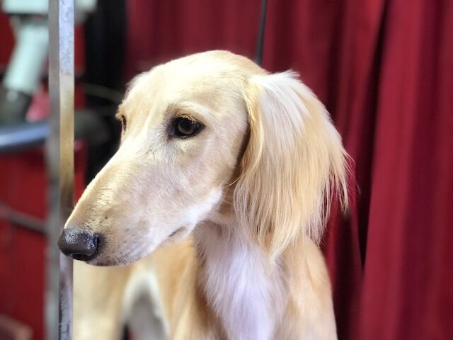 ボルゾイブリーダー Red Jasperのブログ サルーキ