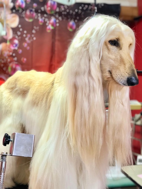 ボルゾイブリーダー Red Jasperのブログ アフガン ショコラちゃん シャンプー