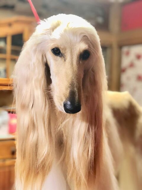 ボルゾイブリーダー Red Jasperのブログ アフガン子犬ちゃん いっちょ君と呼ばれる ボルゾイブリーダー Red Jasperのブログ アフガン子犬ちゃん いっちょ君と呼ばれる