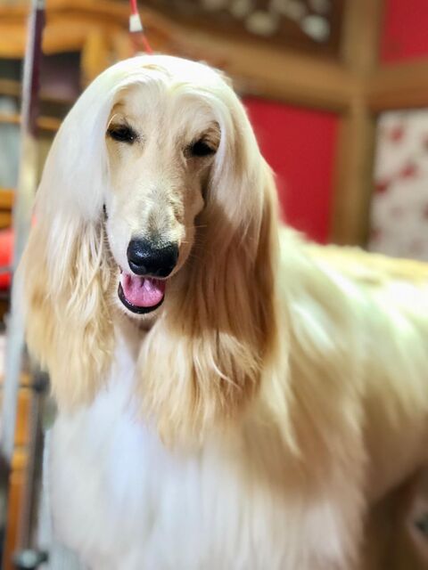 ボルゾイブリーダー Red Jasperのブログ 今日は アフガンハウンド