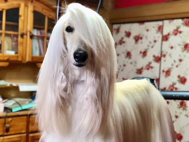 ボルゾイブリーダー Red Jasperのブログ フェアリーちゃん かわゆす