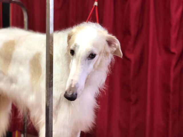 ボルゾイブリーダー Red Jasperのブログ アフガンベビーちゃん 可愛いです ボルゾイブリーダー Red Jasperのブログ アフガンベビーちゃん 可愛いです