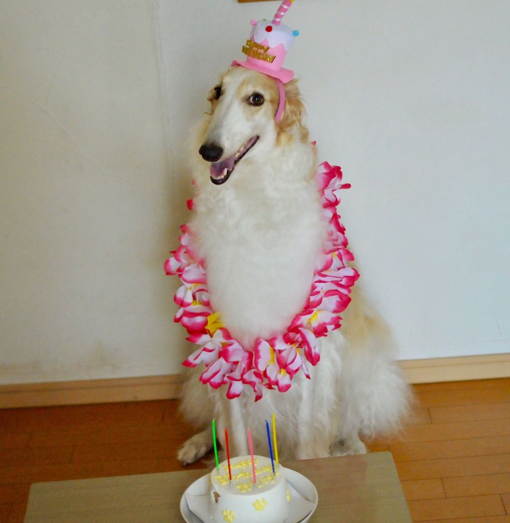 子犬 ボルゾイ