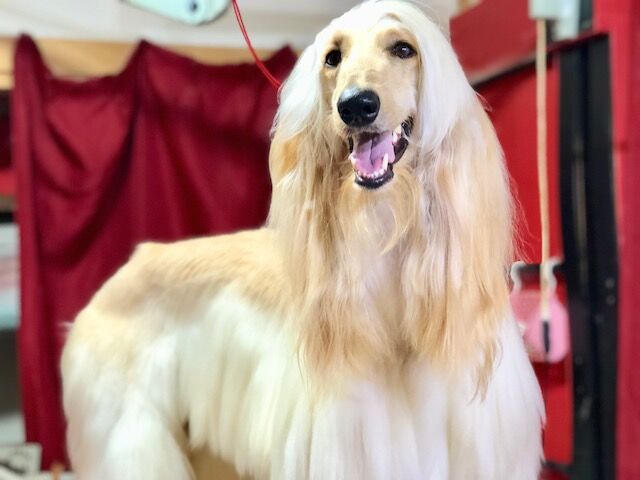 ボルゾイブリーダー Red Jasperのブログ アフガンベビーちゃんと 里帰り ボルゾイブリーダー Red Jasperのブログ アフガンベビーちゃんと 里帰り