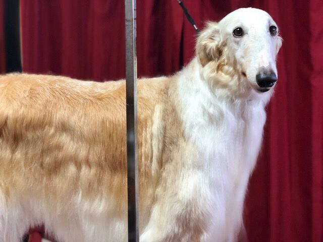 ボルゾイブリーダー Red Jasperのブログ 個性がみんなあって 可愛いですのよ