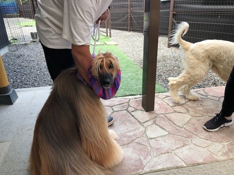 IMG_4175