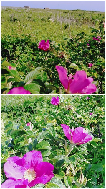 20260705_160448-COLLAGE