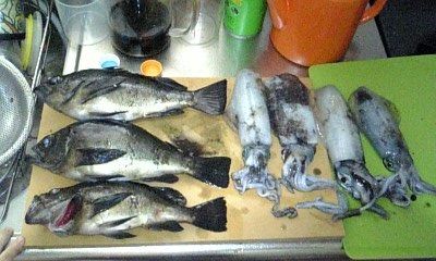 メバル開幕戦 激渋rock Salt Water Lure Fishing メバル開幕戦 激渋rock Salt Water Lure Fishing