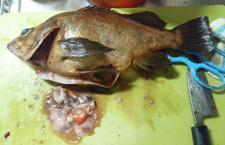 マッチザベイトへの懐疑 と 食性への訴え 激渋rock Salt Water Lure Fishing