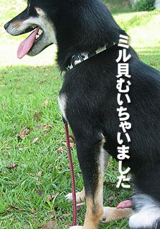 �ߥ볭�Ф��㤤�ޤ�����