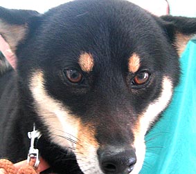 ή���Υ��ɥ�