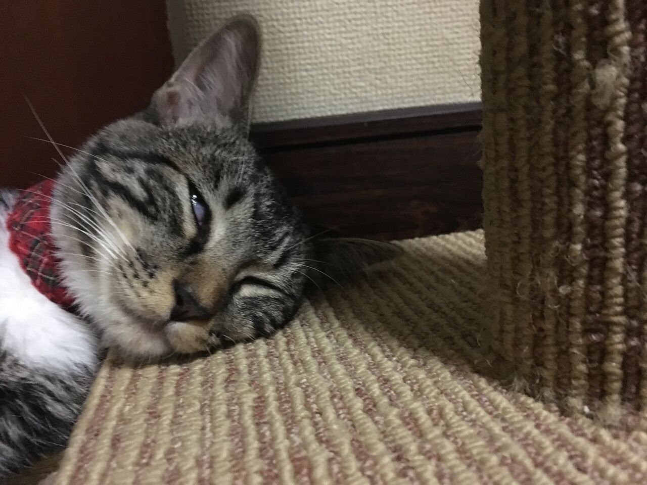 F45C8855-12EB-450D-AAFC-AEC11BEE61BE