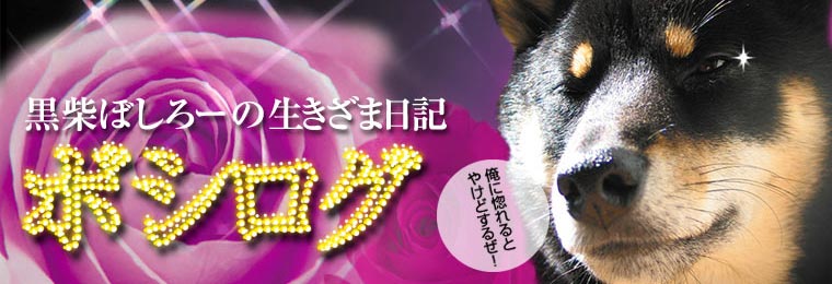ボシログ--黒柴ぼしろーの生きざま日記