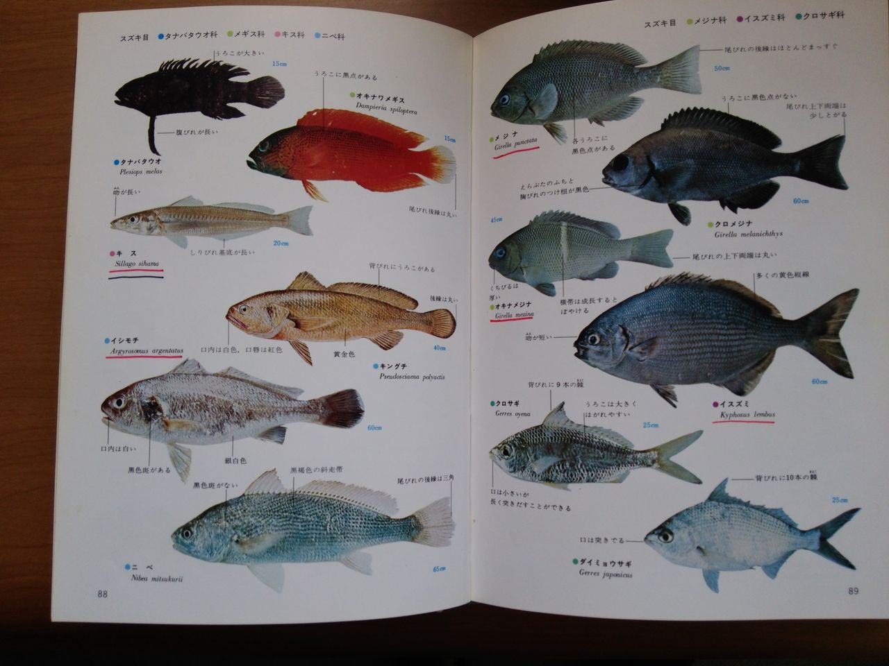 釣り場に図鑑 房総フィッシング 釣り場に図鑑 房総フィッシング