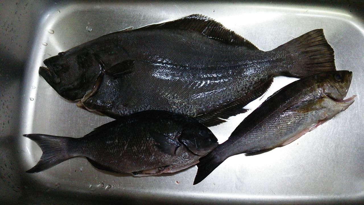 魚拓教室 房総フィッシング