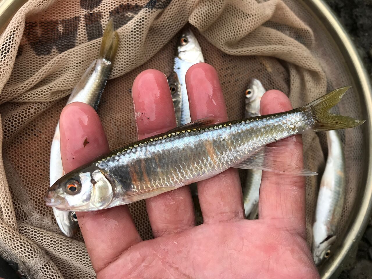 今週のおすすめ釣り情報 ヤマベのウキ釣りとフライフィッシング 房総爆釣日記 今週のおすすめ釣り情報 ヤマベのウキ釣りとフライフィッシング 房総爆釣日記