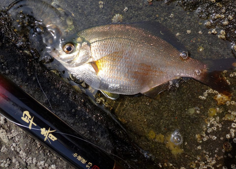 今週のおすすめ釣り情報 ノベ竿のウミタナゴ釣り 房総爆釣日記