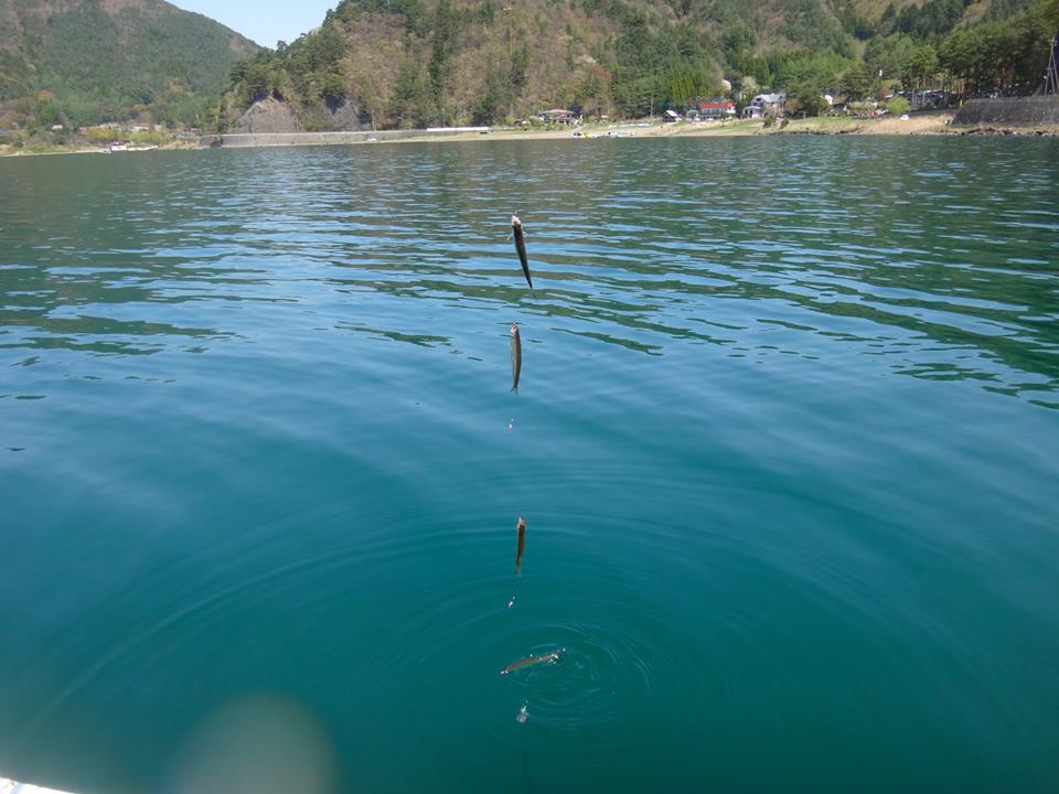 西湖にて ノベ竿のヒメマス釣り 房総爆釣日記 西湖にて ノベ竿のヒメマス釣り 房総爆釣日記