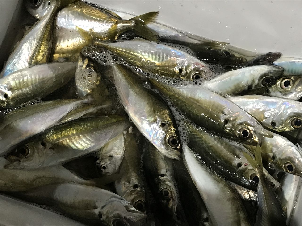 房総の金アジ まだまだ釣れてます 房総爆釣日記 房総の金アジ まだまだ釣れてます 房総爆釣日記