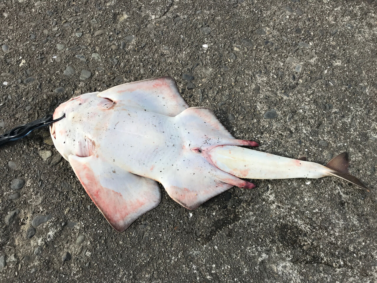 冬の珍魚 カスザメをゲット 房総爆釣日記 冬の珍魚 カスザメをゲット 房総爆釣日記