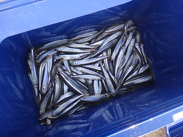 利根川のワカサギ釣り 房総爆釣日記