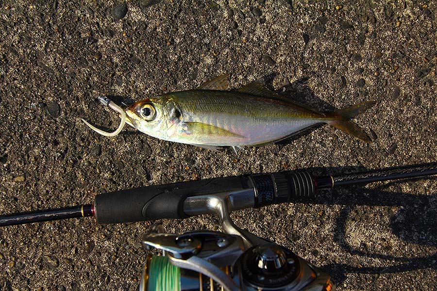 内房総のアジングは日中から爆釣 房総爆釣日記