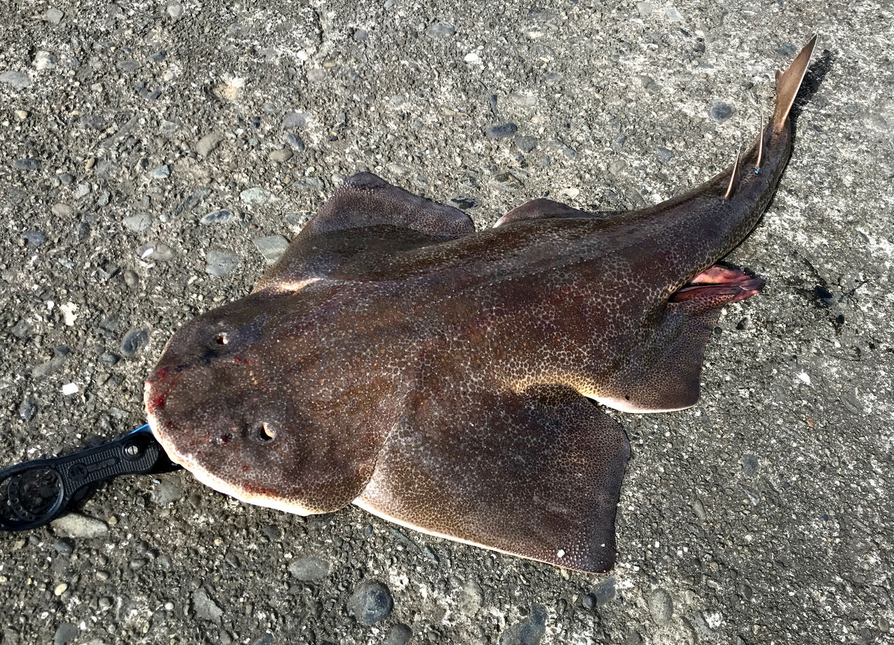 冬の珍魚 カスザメをゲット 房総爆釣日記 冬の珍魚 カスザメをゲット 房総爆釣日記