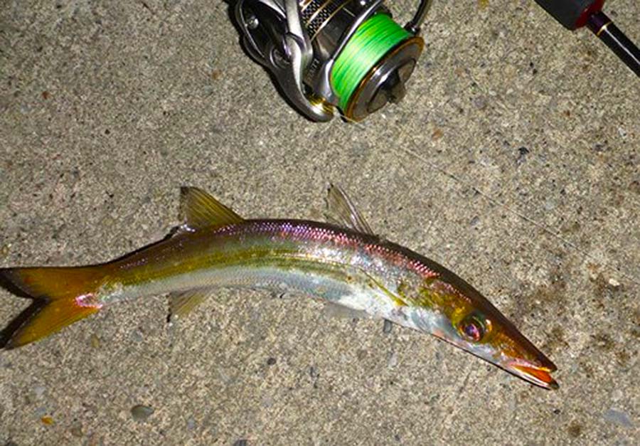 毛針で房総のカマス激釣 房総爆釣日記 毛針で房総のカマス激釣 房総爆釣日記