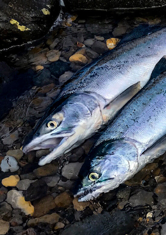 北海道へカラフトマスとチョイ釣りの旅 房総爆釣日記