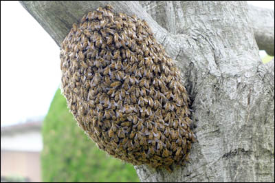 分封