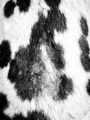 皮膚病に悩まされていたボス