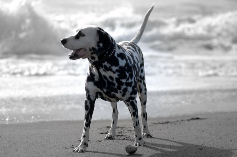 ボスのカッコいい写真が撮れました V ダルメシアン ボス 宮崎弁のひとりごと