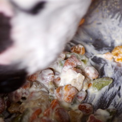 世界最強クラスの乳酸菌入り豆乳ヨーグルトを食べるボス(^^)