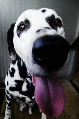 dalmatian