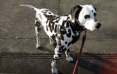 ����᥷����