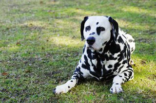1-dalmatian