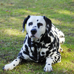 1-dalmatian3