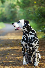 dalmatian