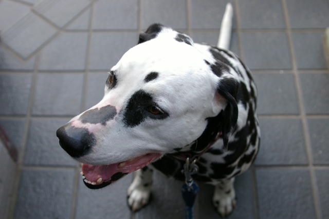 ビーグルのミックス犬 ダルメシアン ボス 宮崎弁のひとりごと