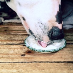 世界最強クラスの乳酸菌入り豆乳ヨーグルトを初めて食べるボス(^^)