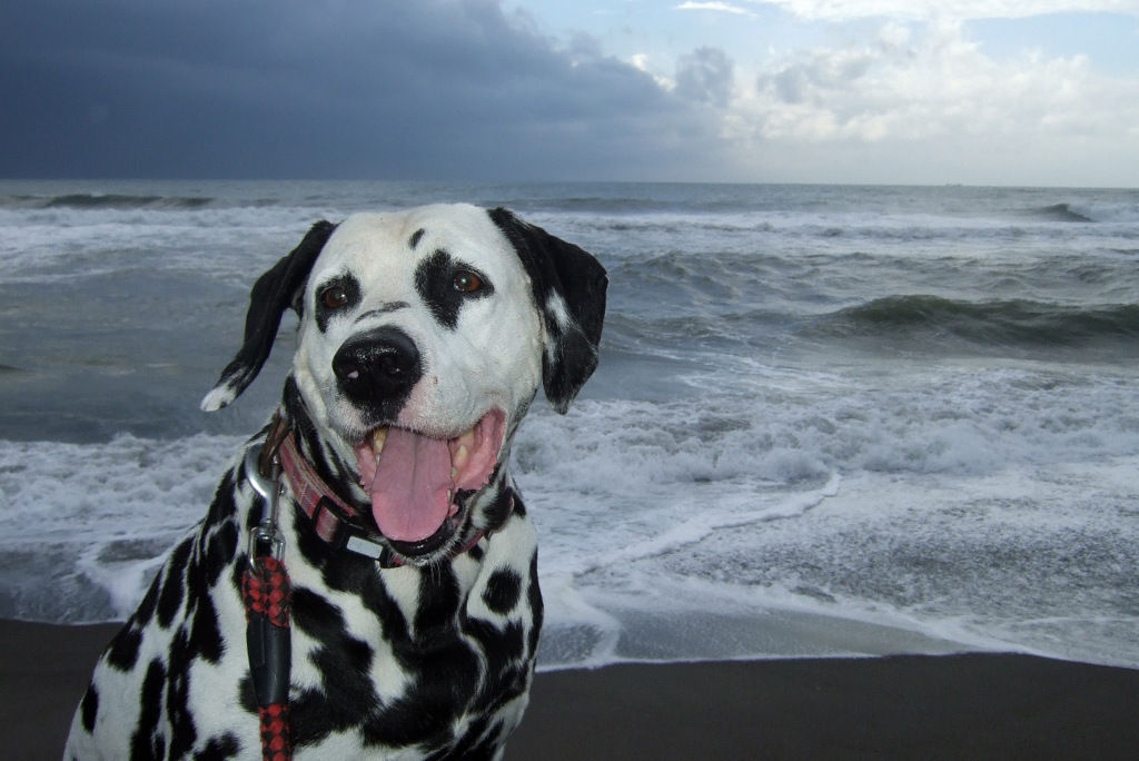 ボス またまたビーグルミックスに襲われる ダルメシアン ボス 宮崎弁のひとりごと