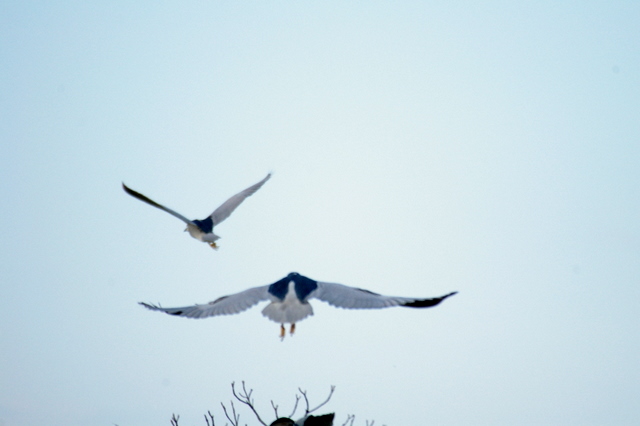 羽ばたく鳥たち スクラップ写真集 裏 アマチュア写真家の写真と日記