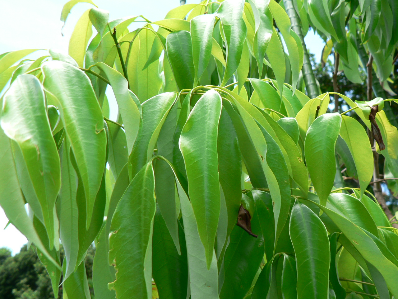 ライチのつぼみ 終了 Botanicのブログ