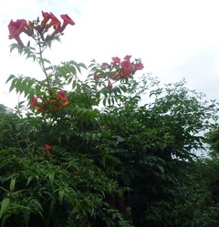 ノーゼンカズラ