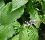 �ʥĥΥ���饽��