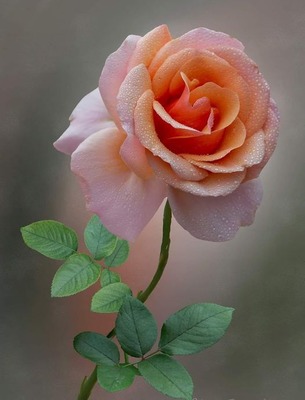 rose