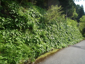 �����쥮�ܥ���