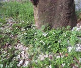 ����ȥ�����